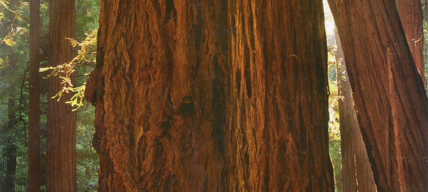 Muir Woods National Monument Cropped
